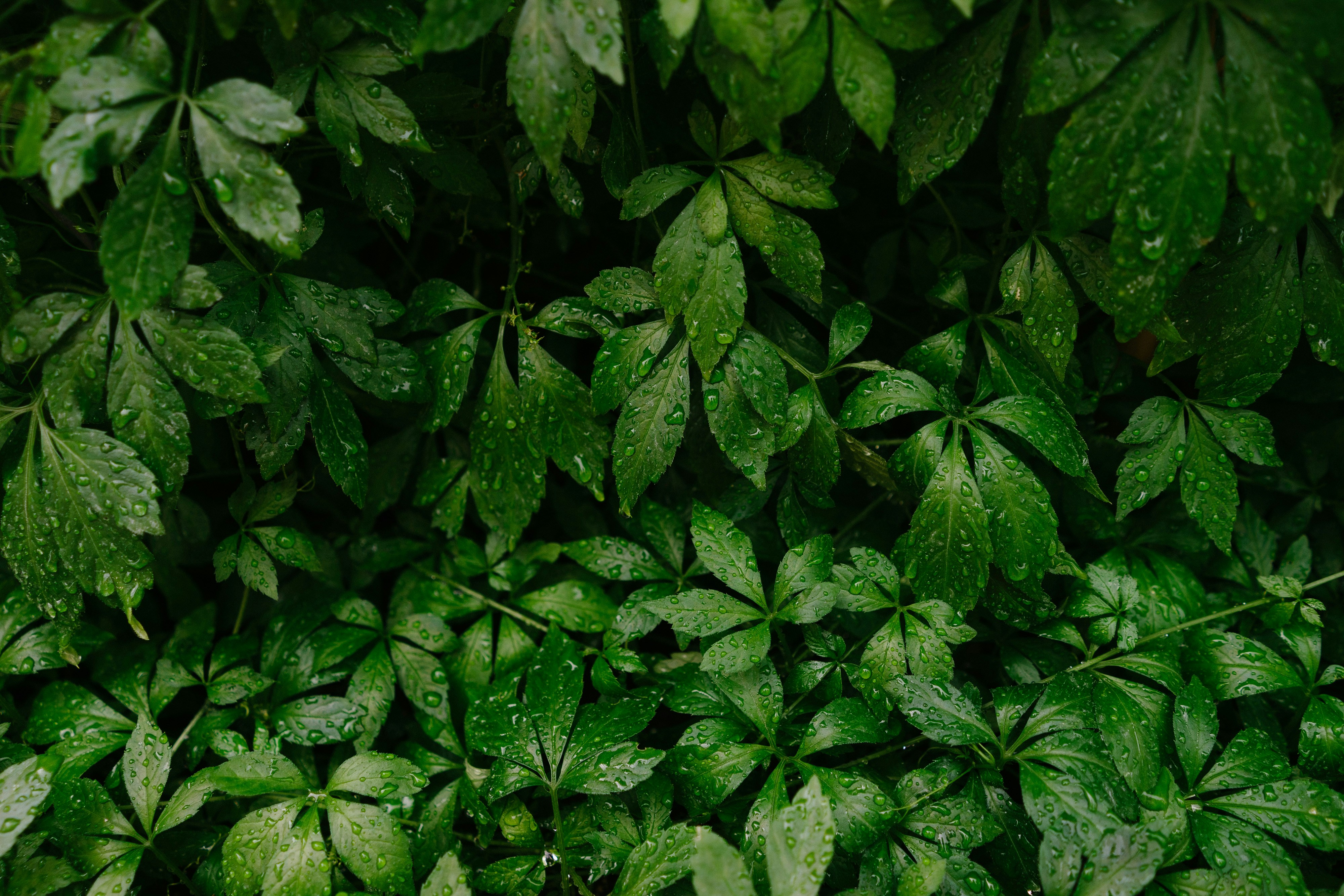 Evolving Health Solutions